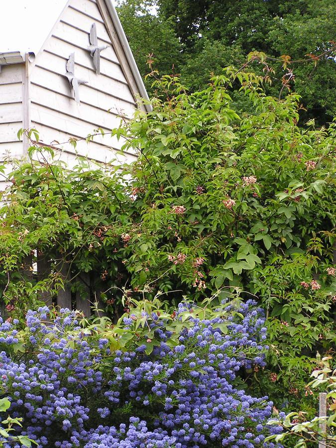 Lemonade Creek Cottages Lorne Eksteriør billede